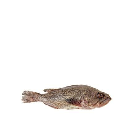 Hamour Bone
